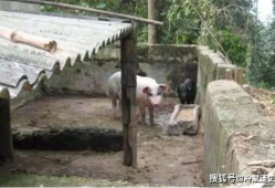 猪圈照片
