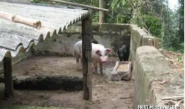 猪圈照片