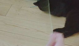 娱乐吃瓜酱猫咪视频,萌态十足，网友直呼“太可爱了！”