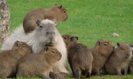 娱乐吃瓜酱水豚,揭秘水豚界的萌宠传奇