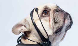 娱乐吃瓜菌狗狗,揭秘娱乐圈那些不为人知的幕后故事