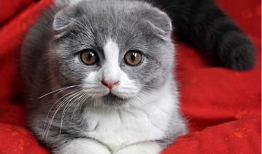 娱乐吃瓜君七七折耳猫,娱乐吃瓜君的萌宠日常