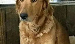 娱乐吃瓜酱中狗妈,娱乐吃瓜酱中的明星宠妈故事