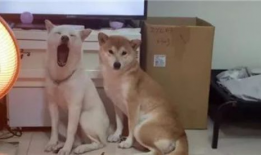 娱乐吃瓜酱中狗妈,娱乐吃瓜酱中的明星宠妈故事