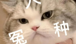 娱乐吃瓜君罗小猫,娱乐吃瓜界的“猫界网红”