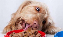 娱乐吃瓜菌狗狗,揭秘娱乐圈那些不为人知的幕后故事